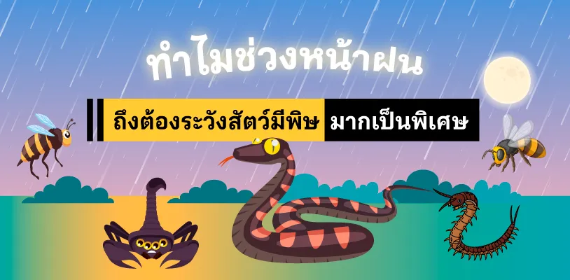 ทำไมช่วงหน้าฝนถึงต้องระวังสัตว์มีพิษมากเป็นพิเศษ